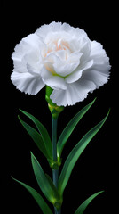 Elegant white carnation flower with delicate petals and vibrant green stem stands out beautifully against a stark black background, creating a striking contrast.