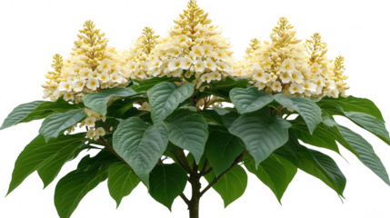 Elegant Rodgersia Podophylla Blossom in PNG transparent background for Creative Projects