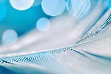 Feather close-up nature macro photography blur background defocus effect tranquil scene