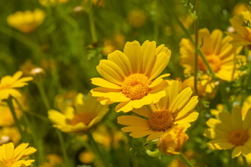 A vibrant yellow flower with bright petals and a golden center stands out against a lush green background, radiating warmth and natural beauty.