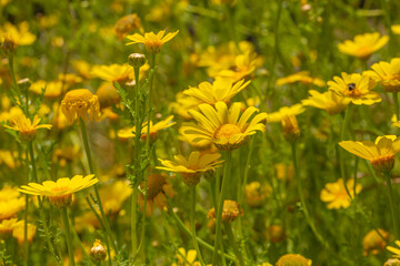 Obraz premium A vibrant field of yellow daisies blooming under the sun. This cheerful floral scene captures the warmth and brightness of spring and summer, perfect for uplifting home wall decor.