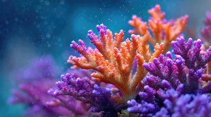  Vibrant coral reef clusters in shades of orange and pink.  Close-up view of intricate branching structures against a blurred blue-toned background.  Water droplets create a sense of movement and life © Muhammad