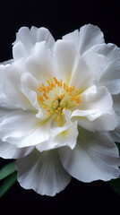 Fototapeta premium A pristine white peony unfolds its delicate petals, revealing a vibrant yellow center against a velvety black backdrop, showcasing nature's exquisite beauty today.