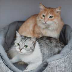 two cats sitting in a bed at home together. love and affection of pets. friendship of animals of different breeds