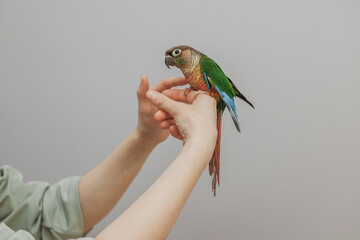 Green-cheeked parakeet sitting on hand on grey background