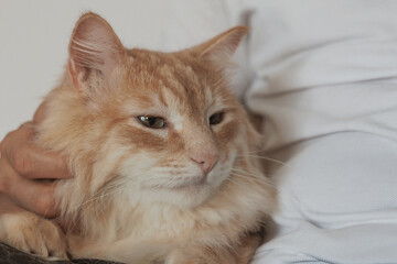 ginger maine coon cat sits on human's lap, domestic cat, pet shows affection and love for owner