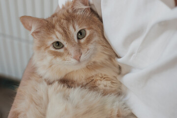 ginger maine coon cat sits on human's lap, domestic cat, pet shows affection and love for owner