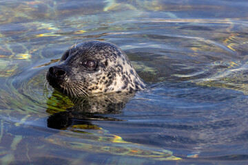 Obraz premium A playful seal gracefully surfaces in the crystal clear water, showcasing its sleek body and lively demeanor with charm