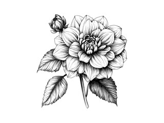 Antique Engraving Style Dahlia Flower, botanical illustration, hand-drawn sketch, trendy floral decor, bloom, dahlia, vintage ink drawing, retro flower art, engraving