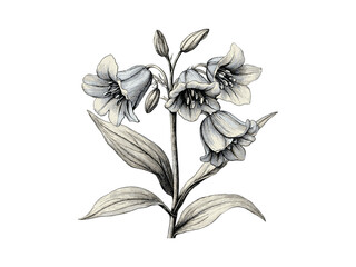 Bluebell Flower Antique Engraving, vintage floral sketch, hand-drawn botanical art, old style ink illustration, flora nature decor, wild garden flower print, botanical wall design