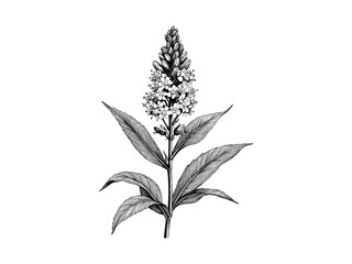 Antique Goldenrod Sketch, Vintage Floral Engraving, Hand-Drawn Botanical Bloom, Black Line Art, Trendy Nature Print, Old Style Illustration, Engraved Plant Art, vintage botanical drawing,