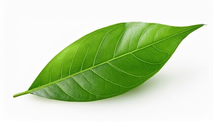 Obraz premium leaf isolated on white background clipping path
