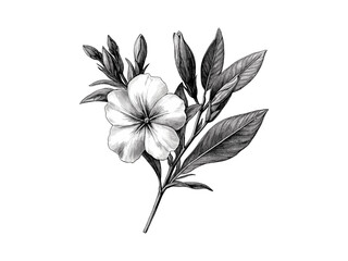 Botanical engraving of Oleander flower, vintage hand-drawn illustration, floral print, antique artwork, old engraving style, oleander bloom, nature sketch, trendy black sketch, botanical art.