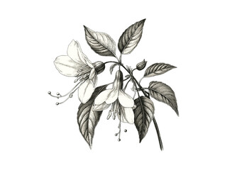 Engraved botanical illustration, Fuchsia flower drawing, vintage flora sketch, antique floral artwork, trendy decor, black ink style, hand-drawn bloom, Victorian flower art,