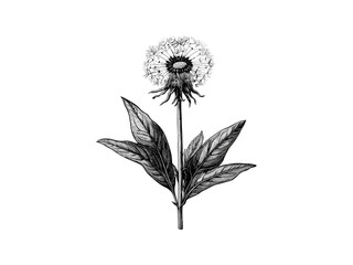 Hand-drawn vintage dandelion sketch, engraved flower art, botanical retro print, nature decor, black line drawing, antique floral engraving, trendy bloom illustration, retro wall art,