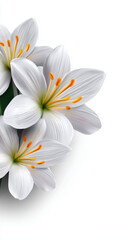 Three delicate white lily flowers with prominent yellow stamens are captured in a vertical composition against a clean, bright white background, offe elegance.