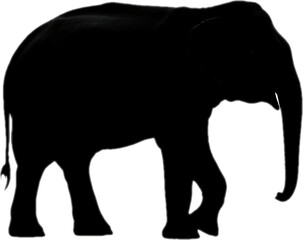Fototapeta premium elephant animal silhouette transparent background illustration vector logo design digital icon symbol sign