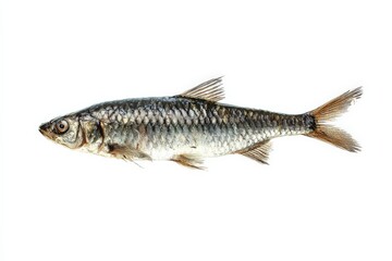 Fototapeta premium Close-up of a small, silvery fish against a white background.
