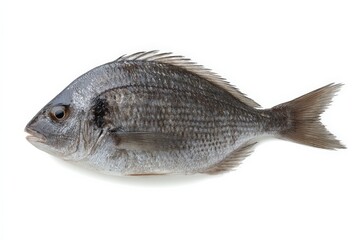 Obraz premium Close-up of a fresh, silvery-gray fish against a white background.