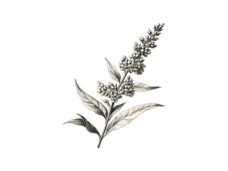 Vintage hand-drawn goldenrod engraving, floral botanical sketch, rustic decor, trendy spring summer print, retro wildflower motif, antique illustration art, black sketch, vintage artwork