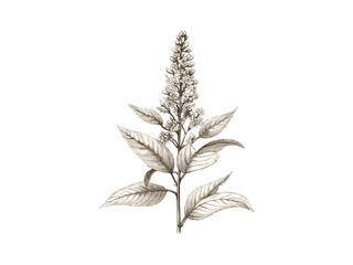 Antique botanical illustration, hand-drawn floral sketch, goldenrod sprig engraving, vintage engraving style, retro wildflower art, trendy rustic decor, spring flower motif, summer vibes