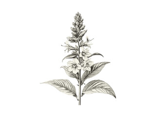 Engraving of Gooseneck Loosestrife flower, hand-drawn botanical sketch, antique flora print, vintage decor, trendy floral art, black sketch, spring flower, summer, loosestrife, nature illustration