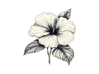 Engraving of hibiscus flower bloom, hand-drawn tropical floral sketch, vintage botanical decor, antique plant illustration, trendy garden print, summer flower, spring decor, retro vintage © Vintage Studio