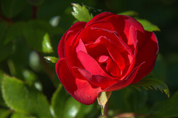 Rose rouge