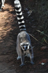 The ring-tailed lemur, Lemur catta, Madagascar 
