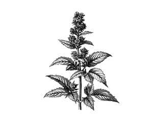Vintage hand-drawn botanical art, engraving of Nettle Flower, retro print, spring flower illustration, antique decor, floral sketch, nettle bloom, summer flower, black sketch, nature