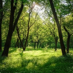 Sunlit Forest Glade