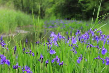 水辺に咲き誇るカキツバタの花たち(東京都 石神井公園)
