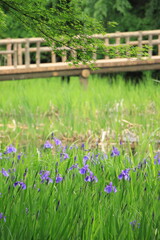 水辺に咲き誇るカキツバタの花たち(東京都 石神井公園)
