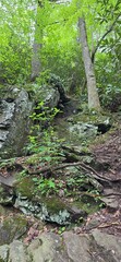 Obraz premium stream in the woods