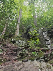 tree in the forest 7