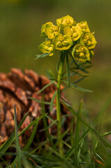fiori