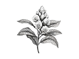 Antique wild ginger flower illustration, vintage floral sketch, rustic hand-drawn style, botanical line art, black engraved print, natural decor drawing, Victorian flora artwork,