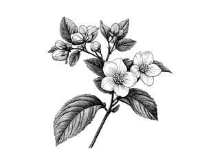 Vintage wildflower engraving, hand-drawn wild sarsaparilla illustration, antique floral sketch, rustic decor motif, botanical drawing, woodland flower artwork,