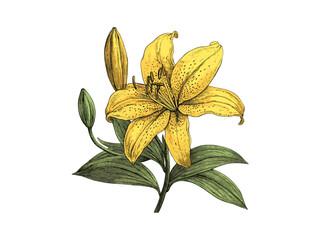 Yellow trout lily bloom engraving, hand-drawn floral design, vintage botanical illustration, rustic print style, trendy decor motif, black sketch, old engraving style