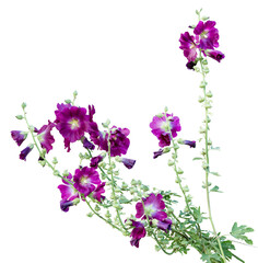 Common mallow, Blue mallow, Malva sylvestris, dark purple garden fllowers blooming, isolated on aa transparent background, png
