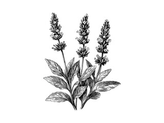 Antique lavender sprig, vintage floral illustration, decorative botanical design, hand-drawn retro flower sketch, rustic herb motif, black ink engraving, elegant wall art, trendy decor
