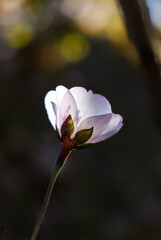 Spring flowers. Blooming trees. Spring floral background.