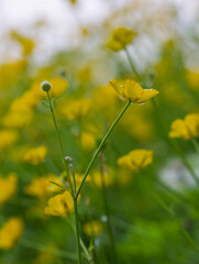 Obraz premium Beautiful close-up of ranunculus acris