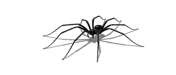 A realistic black spider with long legs and shadow isolated against a white background