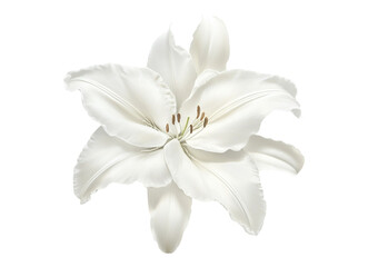 Obraz premium Pristine white lily