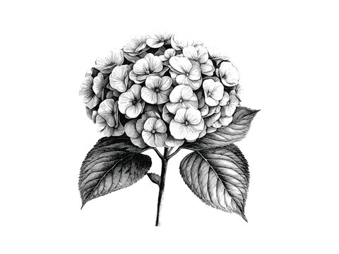 Vintage hand-drawn hydrangea engraving, blooming flower sketch, antique botanical illustration, retro floral art, rustic black line drawing, decorative trendy art