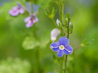 Beautiful close-up of a veronica persica flower