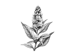 Hand-drawn celosia flower engraving, vintage botanical sketch, antique floral decor, trendy black sketch, old engraving style, nature illustration, vintage floral motif, black botanical art
