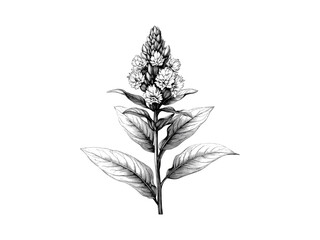 Celosia flower hand-drawn engraving, vintage floral decor, black sketch, trendy nature print, botanical art, antique style, old floral illustration, vintage motif, black floral design