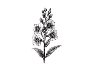 Vintage delphinium bloom sketch, hand-drawn floral engraving, retro botanical garden print, antique flower motif, black ink style, aesthetic wall art, botanical illustration,